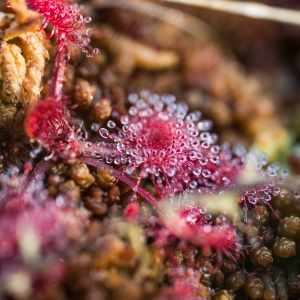 Suure Ķemeri raba rada