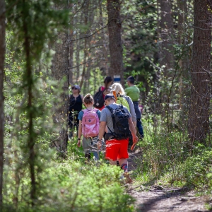 Hiking trail “The Forest Trail”