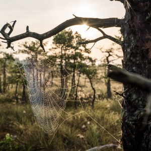 Ķemeri National Park