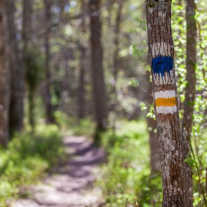 Hiking trail “The Forest Trail”