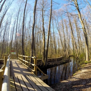 Juodalksnių pelkės takas (la. Melnalkšņu dumbrāja laipa)