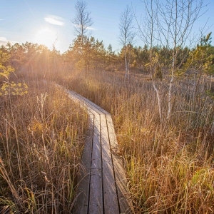 Boardwalk to sulphur ponds
