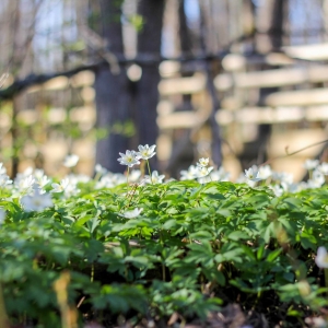 Juodalksnių pelkės takas (la. Melnalkšņu dumbrāja laipa)