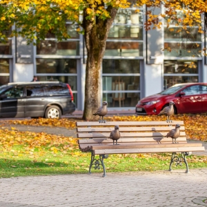 The White Gull of Jūrmala