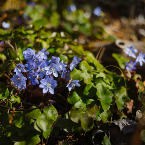 Ķemerų miško parkas
