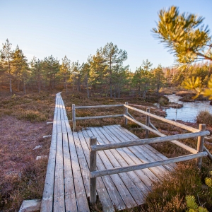 Boardwalk to sulphur ponds