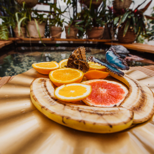 Jūrmalos drugelių namelyje