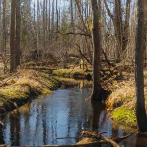 Ķemerų miško parkas