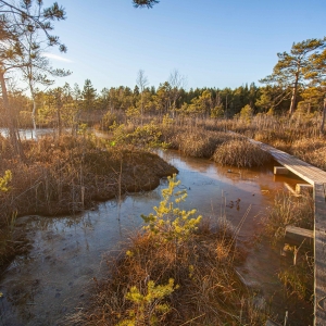 Boardwalk to sulphur ponds