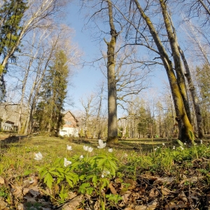 Juodalksnių pelkės takas (la. Melnalkšņu dumbrāja laipa)