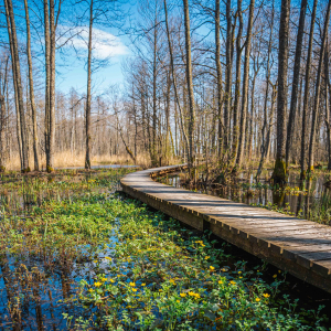 Pārgājiens ar gidu Eduardu Gabranovu “Apkārt trim Jūrmalas ezeriem” | Jaunķemeri