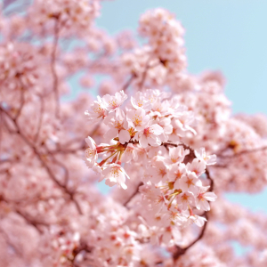 Pavasara svinēšanas vakars | Restorāns "Mo:Restbar"