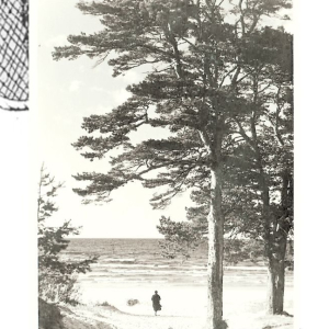 Tikšanās ar audiogida “Kaugurciema stāsti" veidotājiem | Kauguru bibliotēka