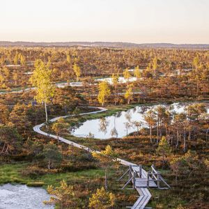 Saulriets Lielajā Ķemeru tīrelī